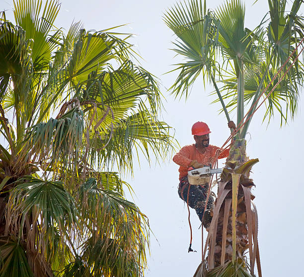 Best Affordable Tree Service  in Marble Falls, TX